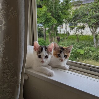 キジ白姉妹