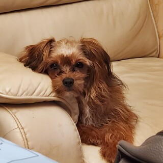 ヨークシャー・テリアMIX × 神奈川県が募集対象」保護犬の里親募集情報