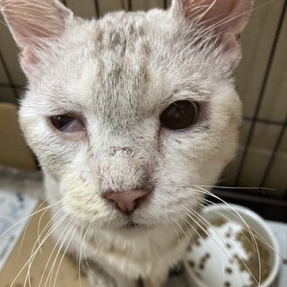 車に轢かれてうずくまっている所を保護しました。