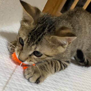 元気でやんちゃな男の子：ナギくん