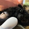 へそ天