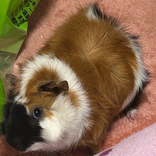 モルモット2匹雄雌 里親募集