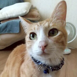 足先が白くて靴下みたいな★ピトくん