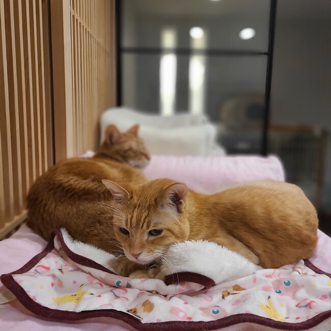 かみひらま保護猫クラブのカバー写真