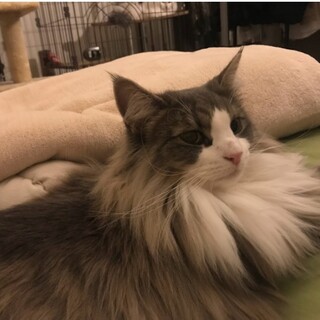 やむを得ず一緒に住むコトが出来なくなりました(泣)