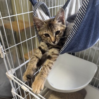 むぎわら　6ヶ月 女の子　 チャーちゃん