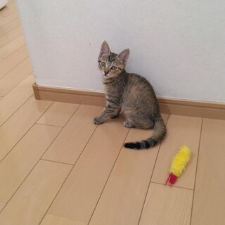 キジトラ女の子　酷暑の中１匹で生き延びていました