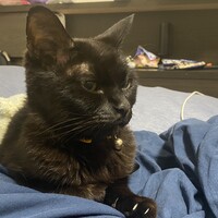 きいろ