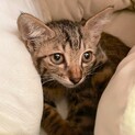 子猫の里親募集