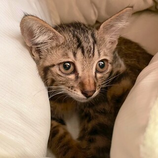 子猫の里親募集