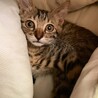 子猫の里親募集 サムネイル2