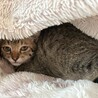 子猫の里親募集 サムネイル3