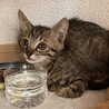 子猫の里親募集 サムネイル4