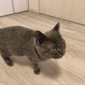 ブリティッシュショートヘア子猫の里親さん募集