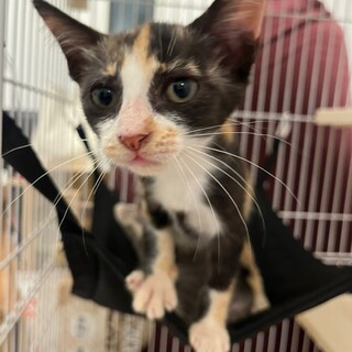 元気もりもり三毛ちゃん2ヶ月