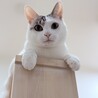 じゅに、 さん
