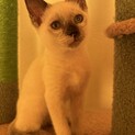 ！急募！シャムミックス子猫