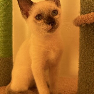 ！急募！シャムミックス子猫