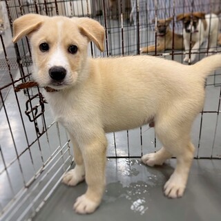 かわいい子犬　フェアリーくん　3ヶ月