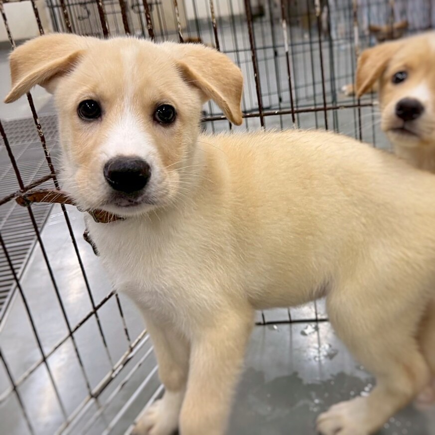 [uF6-071419　可愛い子犬と女の子] petshop_thisone☜可愛い子犬・子猫をお探しの方は
