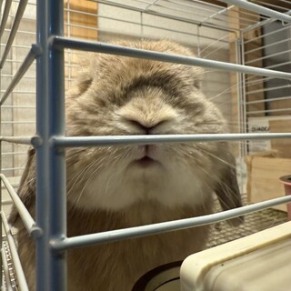 ホーランドロップ　3歳　男の子　クリームカラー