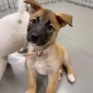 かわいい子犬　こんぺいとうちゃん　3ヶ月