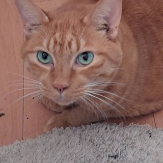 キジ白と茶トラ（グリーン目）里親さん探しています。