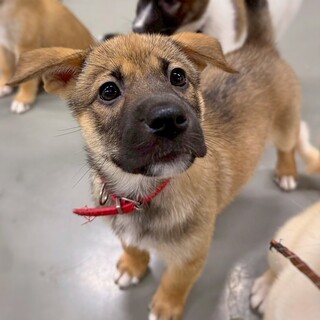 かわいい子犬　しーあんちゃん　3ヶ月