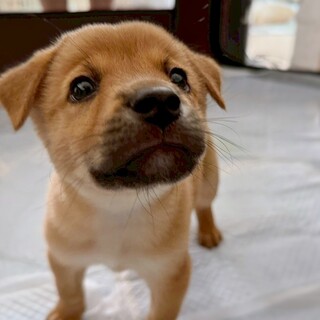 【相談中】かわいい子犬　トマトくん　3ヶ月