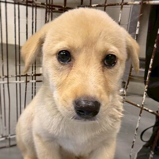 かわいい子犬　陸来(りく)ちゃん　3ヶ月