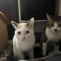 3匹のオス猫