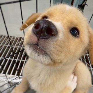 【相談中】かわいい子犬　ポップコーンくん　3ヶ月