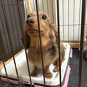 ミニチュアダックスフンド