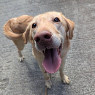 明るく元気なイエローラブラドール、オレラ❤️