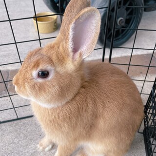 里親候補様決定済み 一旦募集停止致します