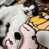かわいい元気いっぱいハチワレちゃん！ サムネイル3