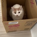 里親募集！元気いっぱい猫ちゃんです！