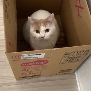里親募集！元気いっぱい猫ちゃんです！