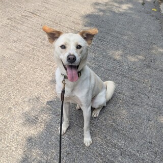 ピコピコ動く垂れ耳♪フレンドリーなスパークス!