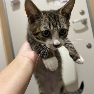 キジ白 くつしたくん