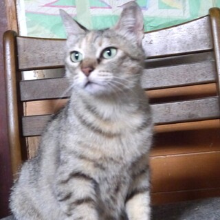 人が大好き落ち着いた女の子☆まなちゃん