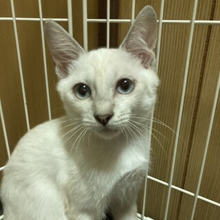 キレイなブルーアイ！シャムmix子猫：やむやむ君