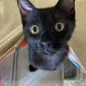 8/17里親会参加！甘えん坊の黒子猫：ミント君