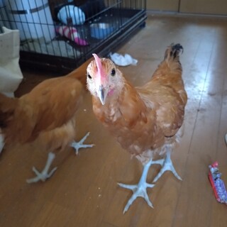 名古屋コーチン　大雛雌雄ペア