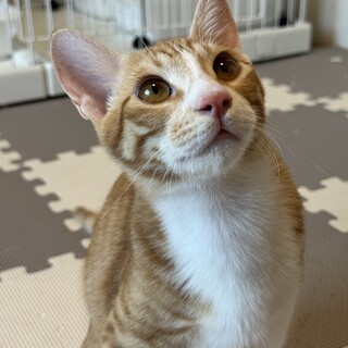 おめめくりくりアイドル顔　人懐っこい 虎八くん