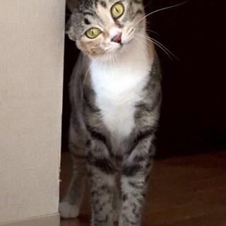 お世話好き、遊びも大好き、おつゆ2〜3歳♀