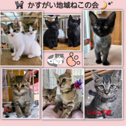 ✩.*˚子猫がいっぱい♪★夜の譲渡会かすがい地域ねこの会 サムネイル2