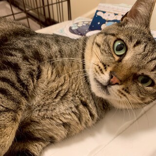 人馴れ抜群のチーくん