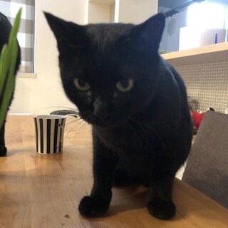 ✳︎筋肉モリモリ✳︎おしゃべり女子の黒猫ちゃん