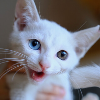 宵祭♡家族ができました